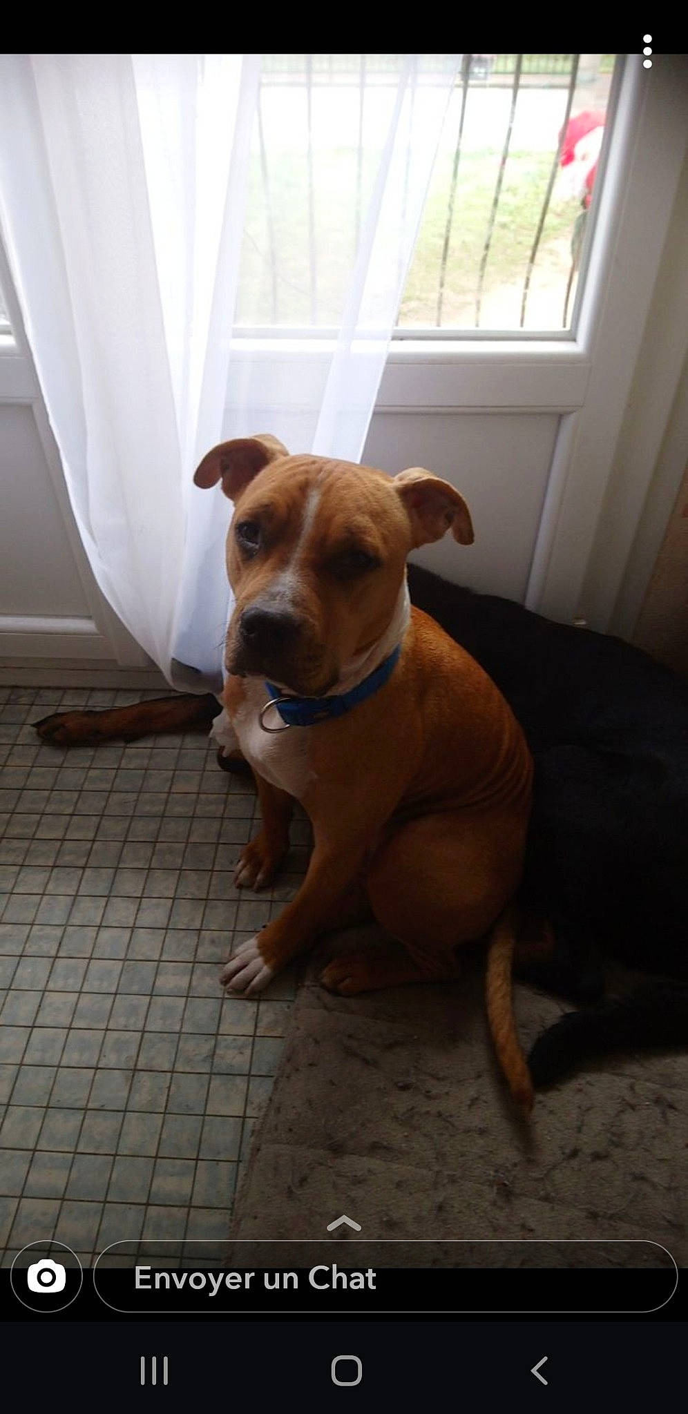 Owen a rejoint le concours — aidez-le/la à gagner de superbes lots ! american_pit_bull_terrier, canidae, carnivore, companion_dog, dog, dog_breed, ear, fawn, labrador_retriever, mammal, non_sporting_group, nose, pit_bull, potcake_dog, puppy, rhodesian_ridgeback, snout, sporting_group