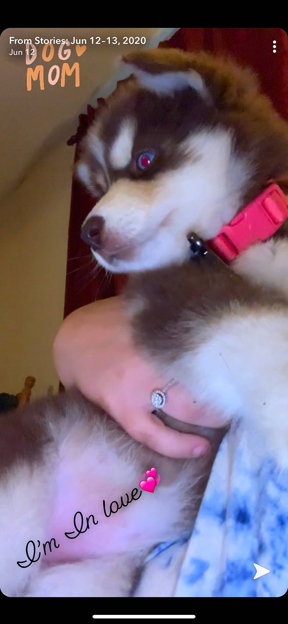 Shyla joined the competition — help win amazing prizes! alaskan_klee_kai, alaskan_malamute, canadian_eskimo_dog, canidae, carnivore, companion_dog, dog, dog_breed, mammal, miniature_siberian_husky, nose, pomeranian, puppy, rare_breed_dog, sakhalin_husky, siberian_husky, sled_dog, spitz, sporting_group, wolfdog