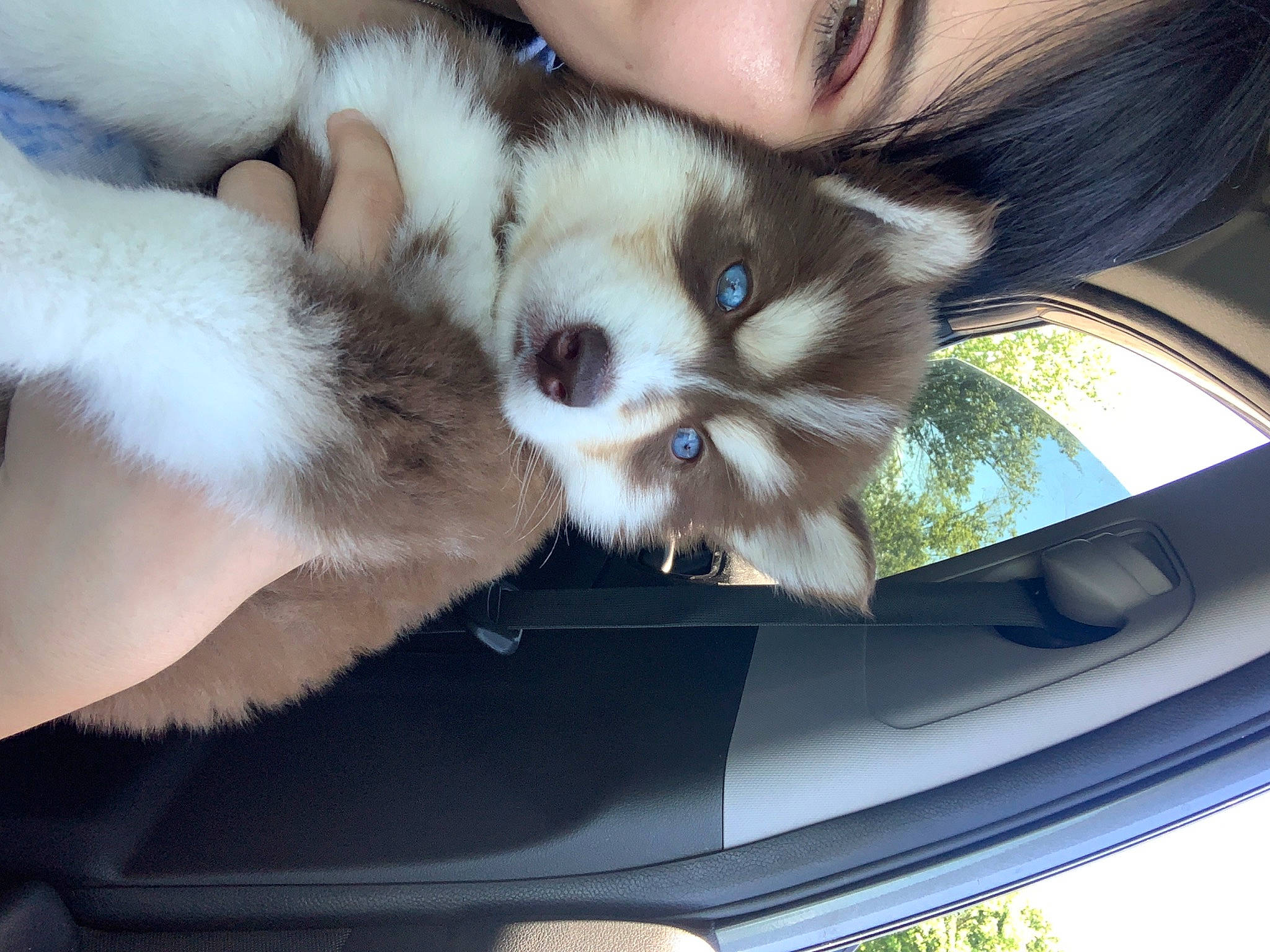 Shyla joined the competition — help win amazing prizes! canidae, carnivore, companion_dog, dog, dog_breed, fawn, mammal, pomeranian, puppy, puppy_love, siberian_husky, sporting_group, whiskers