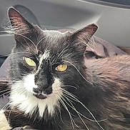Dutchess is registered to the contest to win money with this photo: cat, black_and_white, yellow_eyes, whiskers, close_up, fur, pet, animal, domestic_cat, relaxed, face, portrait, indoor, natural_light, feline, ears, nose, muzzle, resting, cozy