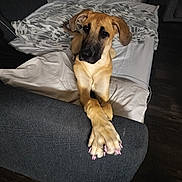 Indi is registered to the contest to win money with this photo: dog, couch, paws, nail_polish, pink, furniture, blanket, indoor, pet, animal, relaxed, cozy, wooden_floor, ears, face, snout, fur, domestic_animal, crossed_paws, resting