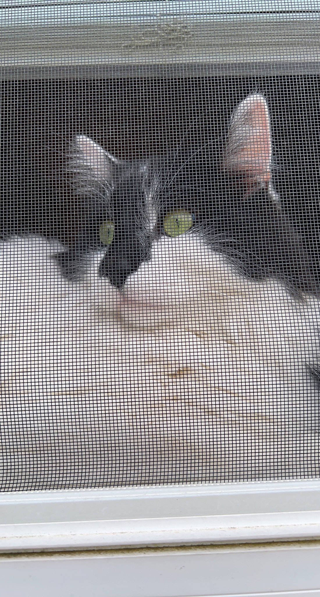 Johnny joined the competition — help win amazing prizes! animal_shelter, cage, chain_link_fencing, fence, font, goal, line, mesh, metal, net, pattern, player, precipitation, recreation, rectangle, snow, sports_equipment, wall, white, wire_fencing