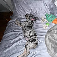 Winter is registered to the contest to win money with this photo: puppy, dog, bed, white_bed_sheet, plush_toy, rope_toy, sleeping, spotted, indoor, wooden_floor, cozy, relaxed, pet, fur, animal, cute, toy, resting, lying_down, comfort