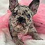 Winter joined the competition — help win amazing prizes! puppy, french_bulldog, dog, merle, blue_eyes, pink_tutu, blanket, cute, pet, animal, portrait, indoor, soft_texture, closeup, ears, paw, adorable, young, fur, laying_down