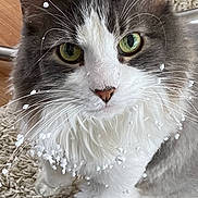 Merlin joined the competition — help win amazing prizes! animal, carpet, cat, close_up, cute, domestic_cat, feline, floor, fluffy, foam_bits, fur, gray, green_eyes, indoor, looking, pet, portrait, sitting, whiskers, white