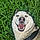 Husky