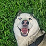 Husky participe au concours pour gagner de l'argent avec cette photo : dog, husky, siberian_husky, canine, pet, animal, blue_eyes, open_mouth, smiling, teeth, pink_nose, fluffy, white_fur, black_harness, grass, clover, outdoors, portrait, close_up, happy