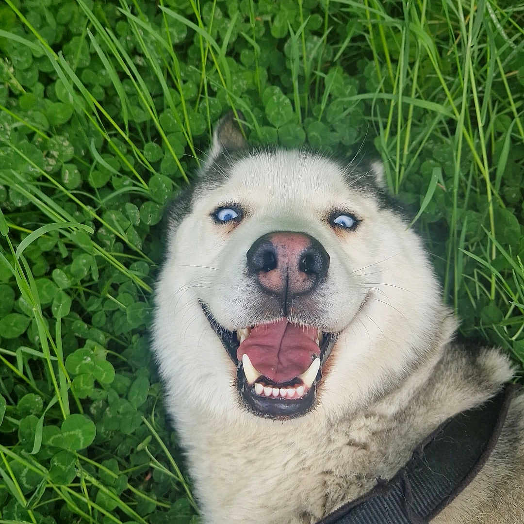 Husky