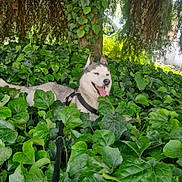 Husky participe au concours pour gagner de l'argent avec cette photo : dog, husky, siberian_husky, pet, animal, outdoors, garden, plants, leaves, greenery, nature, harness, leash, tongue_out, panting, sitting, lying_down, fur, portrait, sunlight