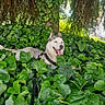 dog, husky, siberian_husky, pet, animal, outdoors, garden, plants, leaves, greenery, nature, harness, leash, tongue_out, panting, sitting, lying_down, fur, portrait, sunlight