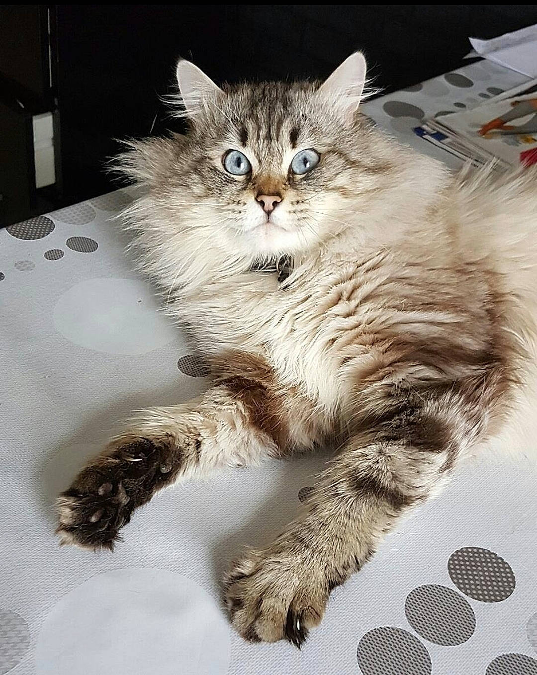 Bouba participe au concours pour gagner de l'argent avec cette photo : art, carnivore, cat, claw, comfort, domestic_short_haired_cat, felidae, fur, paw, small_to_medium_sized_cats, snout, tail, terrestrial_animal, whiskers