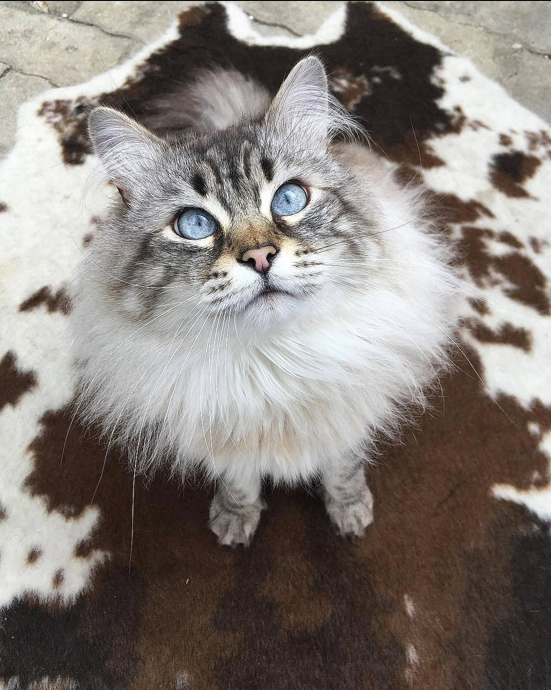 Bouba participe au concours pour gagner de l'argent avec cette photo : carnivore, cat, domestic_short_haired_cat, electric_blue, felidae, fur, grey, plant, small_to_medium_sized_cats, snout, terrestrial_animal, vehicle_registration_plate, whiskers