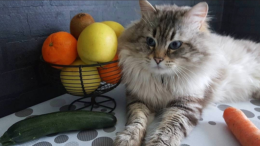 Bouba participe au concours pour gagner de l'argent avec cette photo : bitter_orange, calamondin, carnivore, cat, citric_acid, citrus, clementine, felidae, food, fruit, grapefruit, mandarin_orange, meyer_lemon, natural_foods, orange, rangpur, sweet_lemon, tangelo, tangerine, valencia_orange