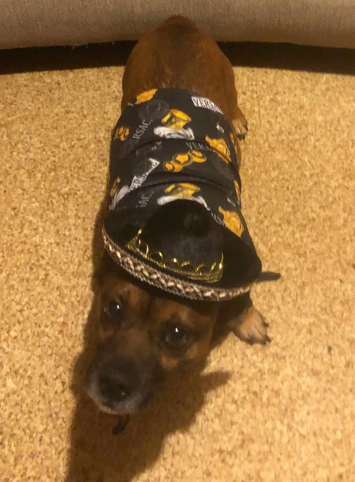 Newton is registered to the contest to win money with this photo: canidae, cap, carnivore, collar, companion_dog, costume_hat, dog, dog_breed, dog_collar, fashion_accessory, fawn, fur, hat, leash, personal_protective_equipment, pet_supply, sporting_group, terrestrial_animal, whiskers, working_animal