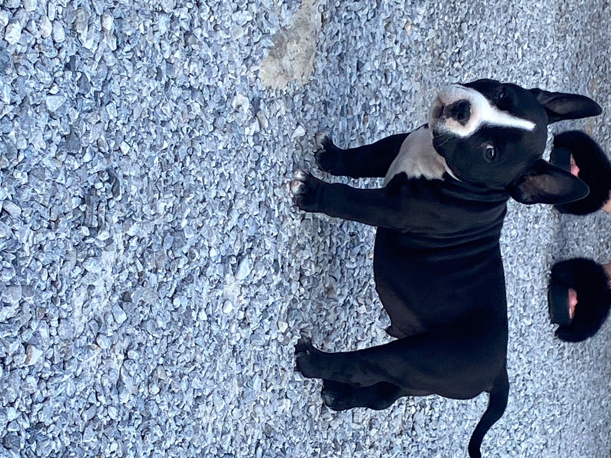 Baiko participe au concours pour gagner de l'argent avec cette photo : art, asphalt, canidae, carnivore, companion_dog, dog, dog_breed, fawn, flooring, grey, personal_protective_equipment, road_surface, shadow, snout, soil, sporting_group, sunglasses, tail, tar, working_animal