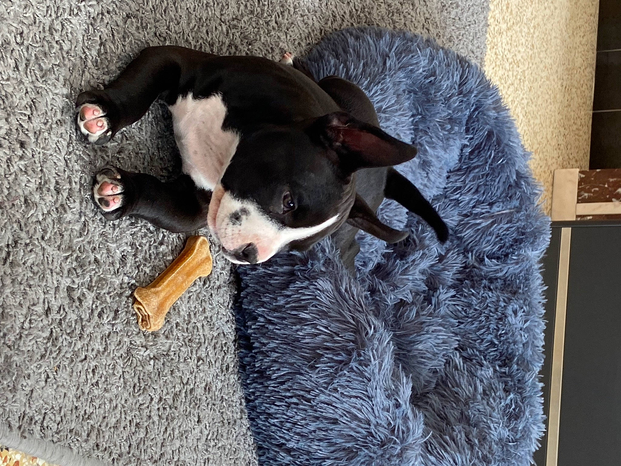 Baiko a rejoint le concours — aidez-le/la à gagner de superbes lots ! box, canidae, carmine, carnivore, comfort, companion_dog, dog, dog_breed, fawn, fur, grey, mammal, paw, puppy, snout, sporting_group, tail, terrestrial_animal, whiskers, working_animal