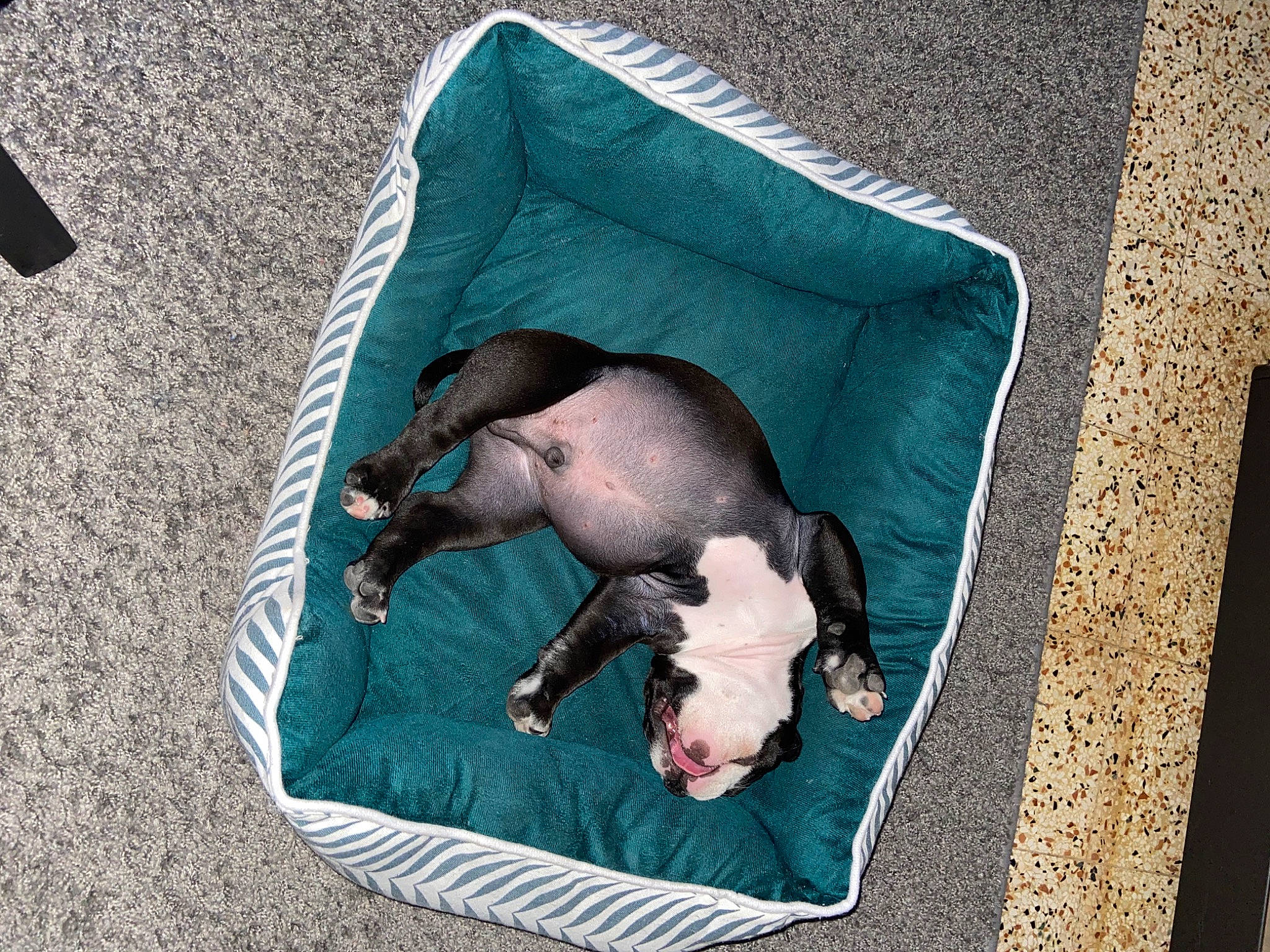 Baiko a rejoint le concours — aidez-le/la à gagner de superbes lots ! canidae, carnivore, comfort, companion_dog, dog, dog_breed, dog_supply, fawn, fur, grass, grey, linens, paw, pet_supply, sleeve, snout, sporting_group, textile, toy_dog, working_animal