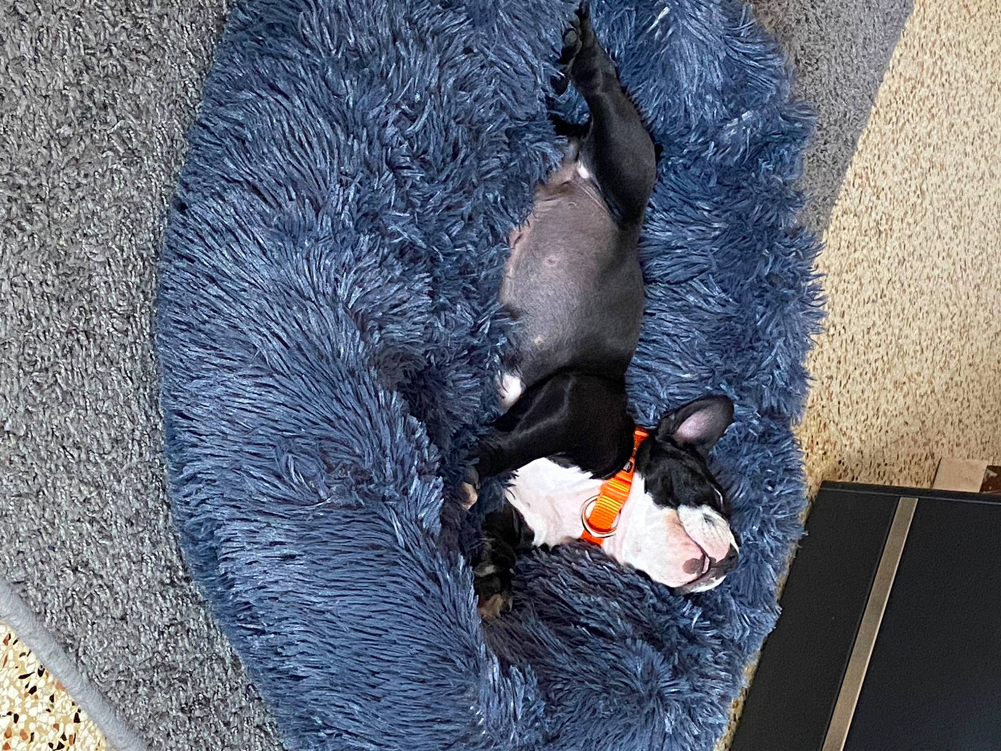 Baiko participe au concours pour gagner de l'argent avec cette photo : _geese_and_swans, asphalt, beak, canidae, carnivore, duck, ducks, electric_blue, fish, flightless_bird, fowl, recreation, road_surface, seabird, shadow, sporting_group, tail, water, water_bird, waterfowl