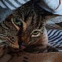 animal, blanket, cat, close_up, cozy, cute, domestic, face, fur, green_eyes, indoor, pet, portrait, resting, sleepy, snuggled, soft, tabby, warm, whiskers