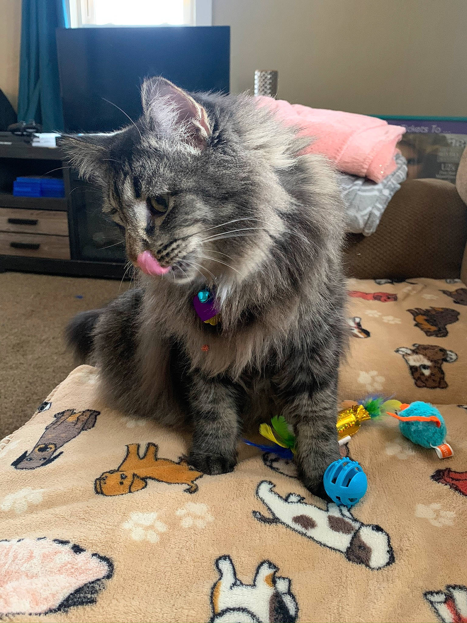 Mori joined the competition — help win amazing prizes! box, cat, claw, comfort, couch, domestic_short_haired_cat, felidae, flooring, fur, grey, maine_coon, paw, plastic, small_to_medium_sized_cats, tail, toy, whiskers