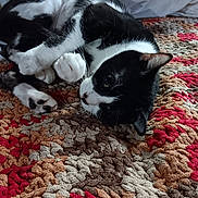 Flower joined the competition — help win amazing prizes! cat, black_and_white, lying_down, indoor, pet, relaxed, fur, whiskers, paws, carpet, textured_rug, colorful, cozy, animal, sleepy, cute, domestic_cat, resting, comfortable, home