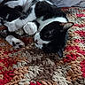 cat, black_and_white, lying_down, indoor, pet, relaxed, fur, whiskers, paws, carpet, textured_rug, colorful, cozy, animal, sleepy, cute, domestic_cat, resting, comfortable, home