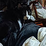cat, black_and_white, indoor, blanket, fabric, chair, furniture, pet, animal, looking, curious, sitting, dark, white, soft, cozy, domestic, fur, face, resting