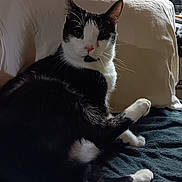 Teddybear joined the competition — help win amazing prizes! cat, black_and_white_cat, pet, indoor, blanket, pillow, feline, resting, curious, stack_of_dvds, books, wooden_wall, orange_objects, cozy, animal, fur, whiskers, ear, paw, relaxed