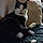 Teddybear