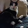 cat, black_and_white_cat, pet, indoor, blanket, pillow, feline, resting, curious, stack_of_dvds, books, wooden_wall, orange_objects, cozy, animal, fur, whiskers, ear, paw, relaxed