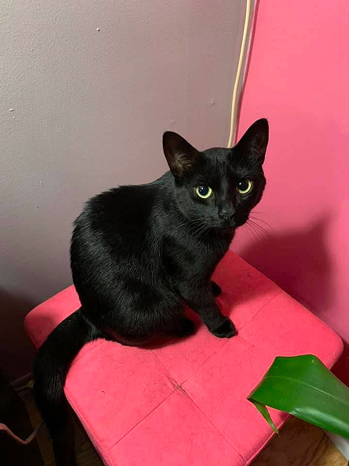 Luna a rejoint le concours — aidez-le/la à gagner de superbes lots ! black_cat, bombay, carnivore, cat, cat_supply, comfort, domestic_short_haired_cat, eye, felidae, havana_brown, magenta, small_to_medium_sized_cats, snout, tail, whiskers