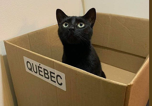 Luna is registered to the contest to win money with this photo: audio_equipment, bombay, box, cardboard, carnivore, carton, cat, domestic_short_haired_cat, felidae, packaging_and_labeling, packing_materials, paper_product, rectangle, shipping_box, small_to_medium_sized_cats, whiskers