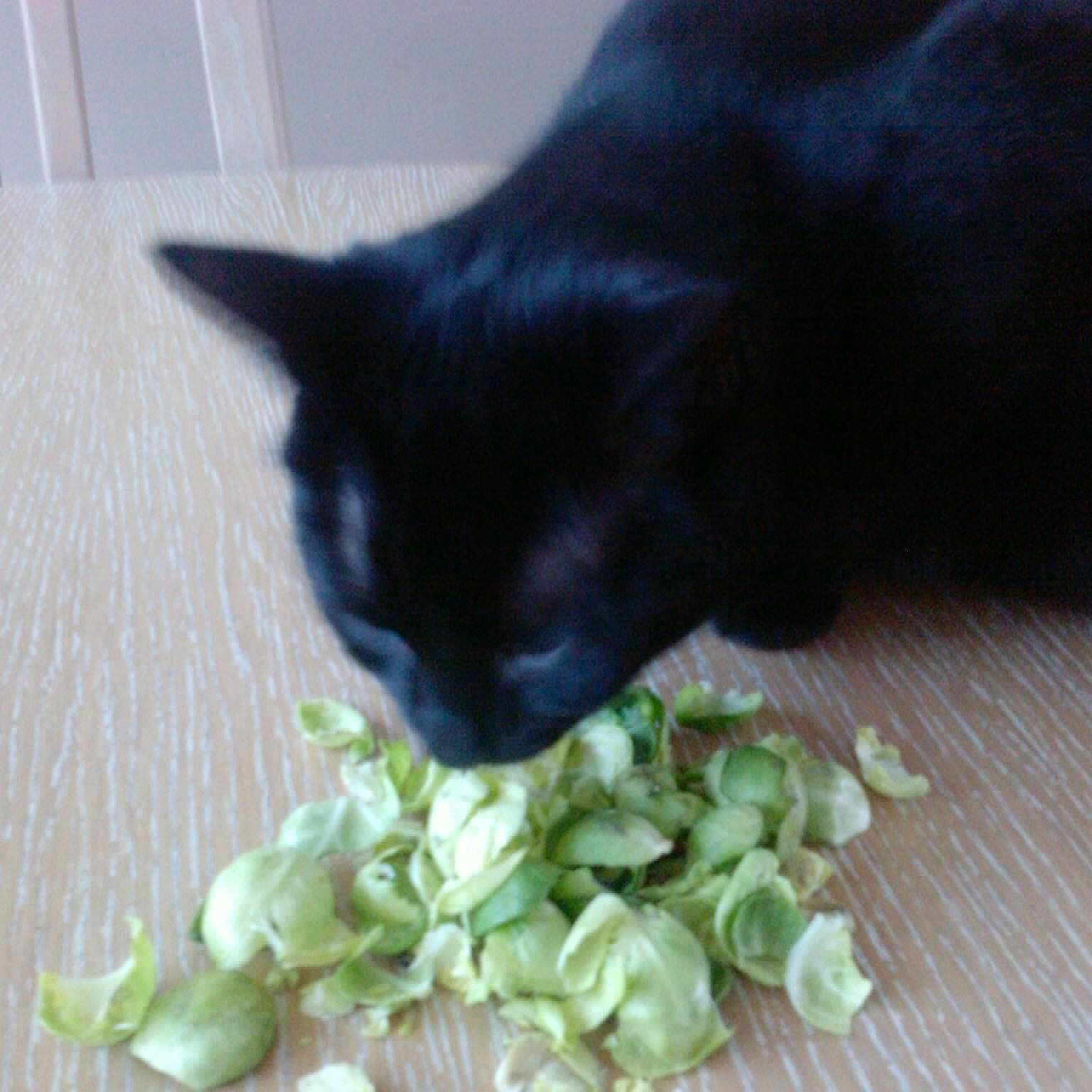 Dinky is registered to the contest to win money with this photo: