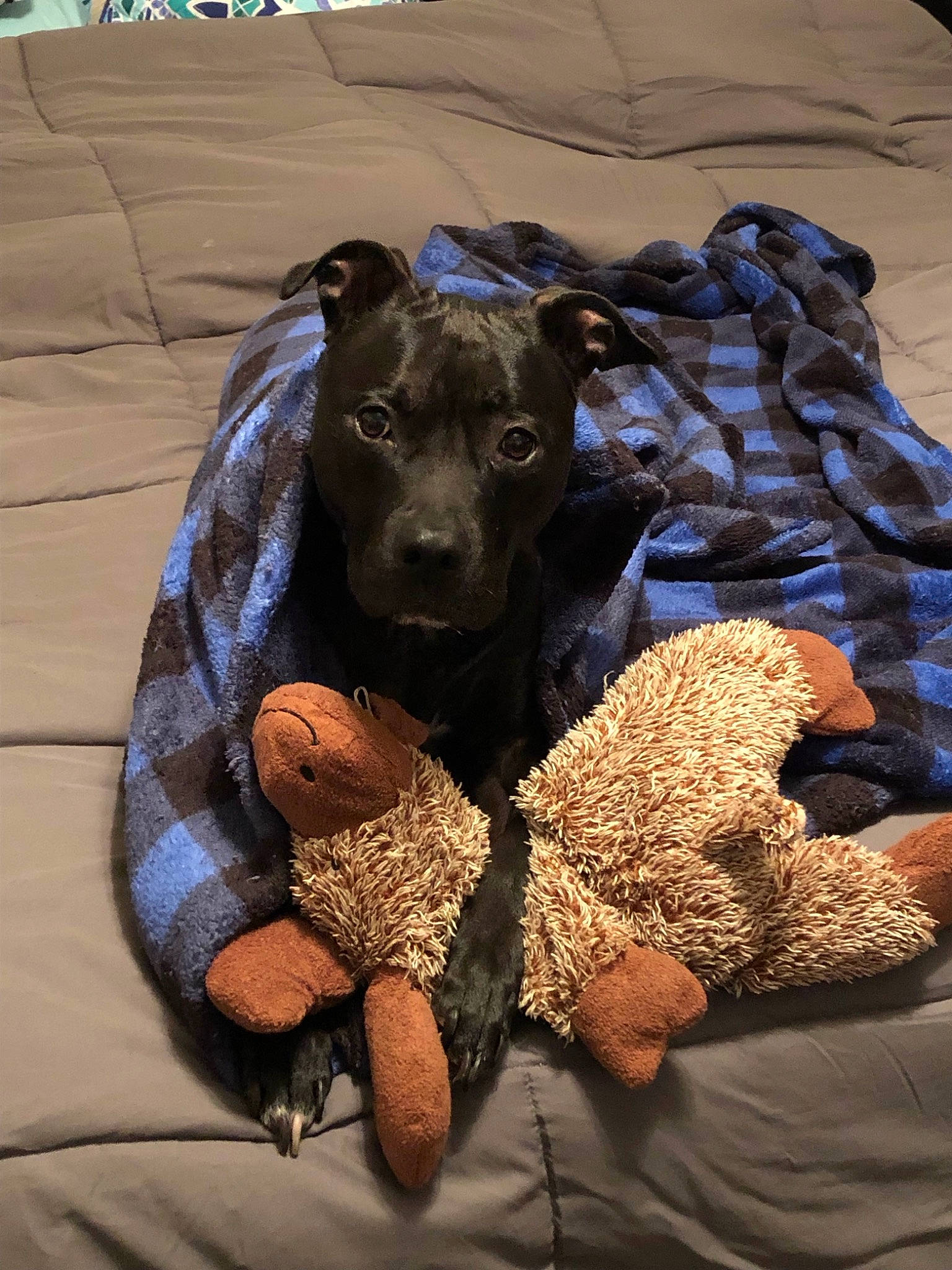 Ayla joined the competition — help win amazing prizes! bag, bed, canidae, carnivore, comfort, companion_dog, dog, dog_breed, dog_supply, fawn, fur, grey, linens, pattern, room, snout, sporting_group, toy, toy_dog, working_animal