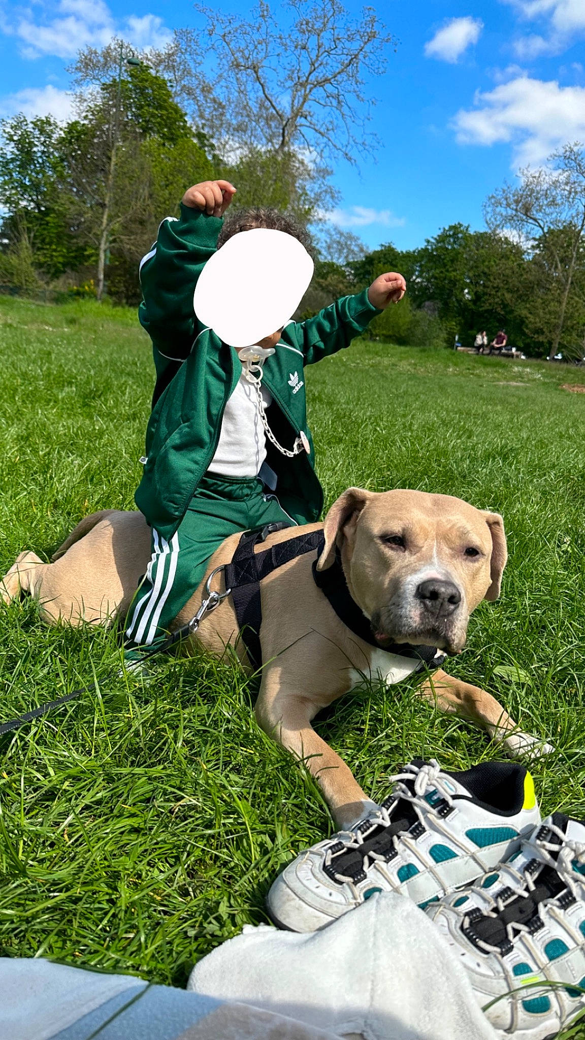Naïad participe au concours pour gagner de l'argent avec cette photo : carnivore, cloud, collar, companion_dog, dog, dog_breed, dog_clothes, dog_collar, fawn, grass, grassland, green, hat, leash, leisure, plant, recreation, sky, sun_hat, tree