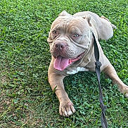 Blue is registered to the contest to win money with this photo: american_bully, blue_eyes, brown_coat, bulldog, collar, dog, grass, happy, lawn, leash, lying_down, muscular, outdoor, panting, pet, portrait, short_hair, sitting, tongue, wrinkled_face
