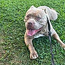 american_bully, blue_eyes, brown_coat, bulldog, collar, dog, grass, happy, lawn, leash, lying_down, muscular, outdoor, panting, pet, portrait, short_hair, sitting, tongue, wrinkled_face
