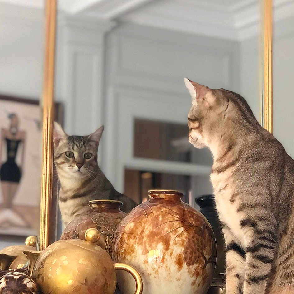 Picasso