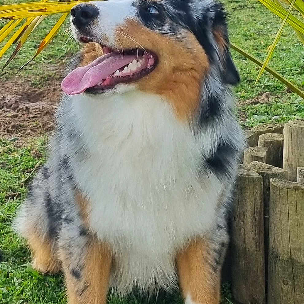 Vaïkau participe au concours pour gagner de l'argent avec cette photo : animal, backyard, ball, canine, dog, football, grass, green, jar, nature, outdoors, pet, plant, planter, pottedplant, pottery, puppy, tree, vase, yard