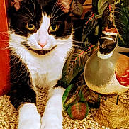 Little Guy joined the competition — help win amazing prizes! animal, black_and_white, carpet, cat, close_up, curious, decorative_bird, domestic, feline, home, indoor, indoor_plant, leaves, nature_indoor, ornament, paws, pet, relaxed, still_life, whiskers