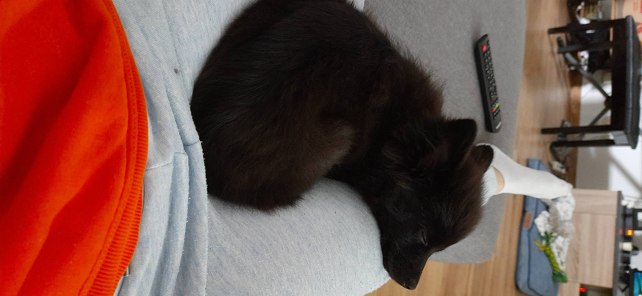 Paolo a rejoint le concours — aidez-le/la à gagner de superbes lots ! black_cat, bombay, carnivore, cat, cat_supply, claw, comfort, dog_breed, domestic_short_haired_cat, felidae, flooring, fur, gesture, hardwood, room, sleeve, small_to_medium_sized_cats, tail, whiskers, wood