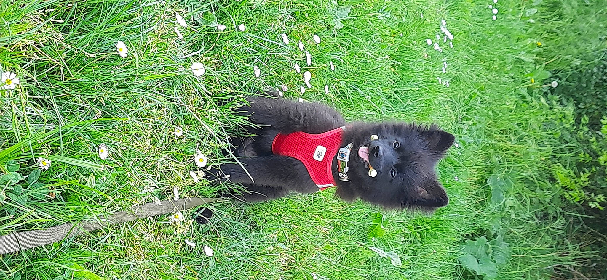 Paolo participe au concours pour gagner de l'argent avec cette photo : black_cat, botany, canidae, carmine, carnivore, dog_breed, domestic_short_haired_cat, felidae, fur, grass, grassland, groundcover, lawn, people_in_nature, plant, small_to_medium_sized_cats, sporting_group, tail, terrestrial_animal, wildlife