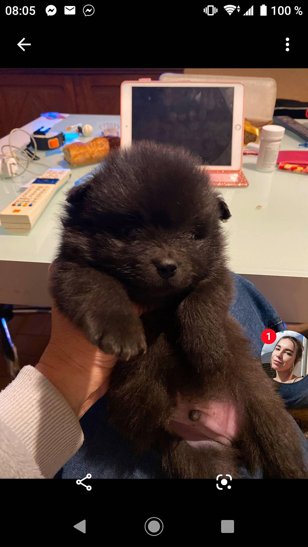 Paolo a rejoint le concours — aidez-le/la à gagner de superbes lots ! companion_dog, desk, dog_breed, fur, gesture, plush, small_to_medium_sized_cats, snout, table, whiskers