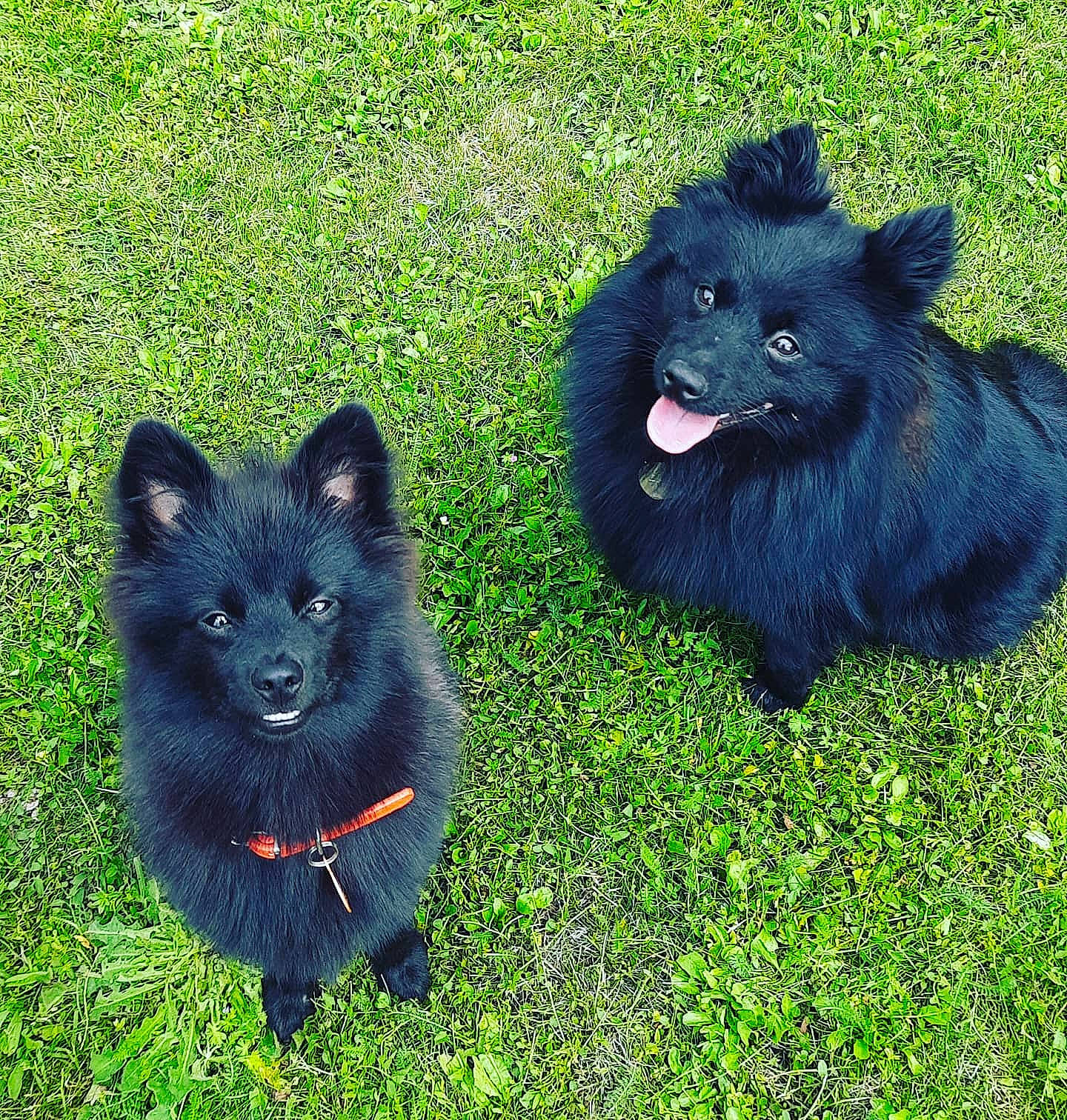 Paolo participe au concours pour gagner de l'argent avec cette photo : canidae, carnivore, companion_dog, dog, dog_breed, domestic_short_haired_cat, felidae, fur, german_spitz_klein, german_spitz_mittel, grass, non_sporting_group, snout, sporting_group, tail, terrestrial_animal, whiskers, working_dog