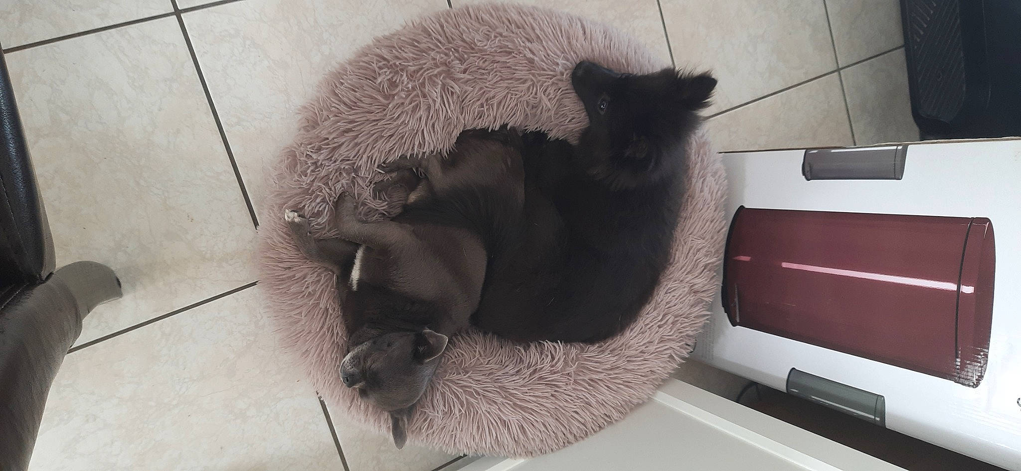 Oliver participe au concours pour gagner de l'argent avec cette photo : black_cat, canidae, carnivore, cat, claw, comfort, dog_breed, domestic_short_haired_cat, fawn, felidae, flooring, fur, grey, mammal, paw, small_to_medium_sized_cats, snout, sporting_group, tail, whiskers