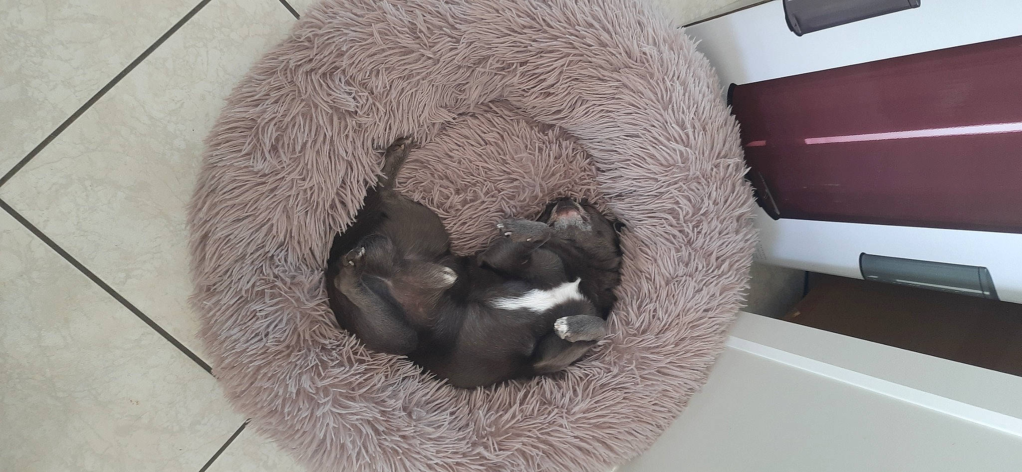 Oliver a rejoint le concours — aidez-le/la à gagner de superbes lots ! black_cat, canidae, carnivore, cat, cat_bed, cat_furniture, cat_supply, comfort, dog_breed, domestic_short_haired_cat, fawn, felidae, fur, grey, pet_supply, small_to_medium_sized_cats, snout, tail, terrestrial_animal, whiskers