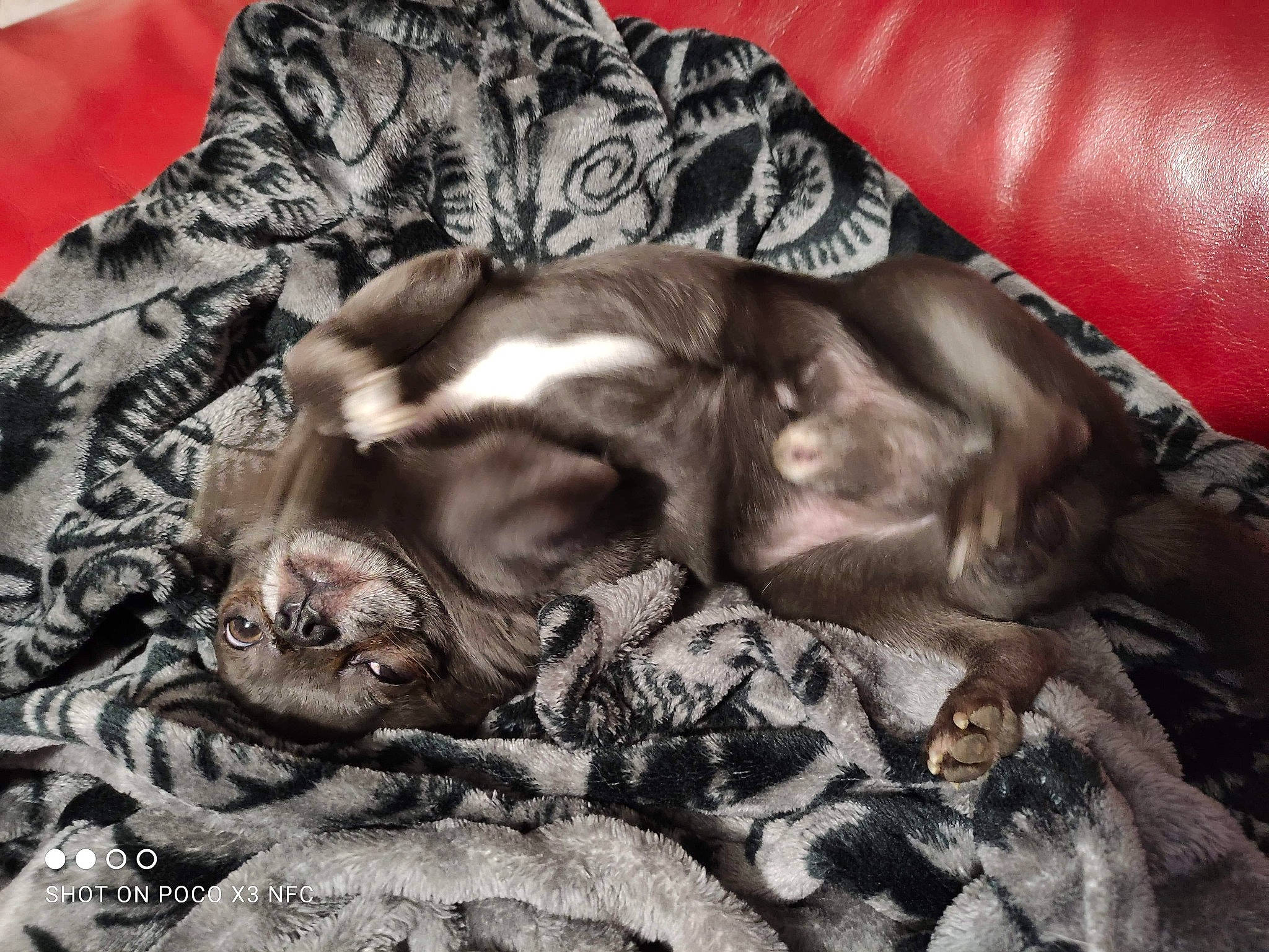 Oliver participe au concours pour gagner de l'argent avec cette photo : bedding, brown, canidae, carnivore, comfort, companion_dog, couch, dog, dog_breed, fawn, felidae, fur, grey, linens, liver, small_to_medium_sized_cats, sporting_group, textile, tints_and_shades, whiskers