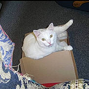 Cotton is registered to the contest to win money with this photo: cat, white_cat, cardboard_box, carpet, indoor, pet, animal, feline, relaxed, curious, paw, looking_up, box, home, cozy, furniture, patterned_fabric, texture, floor, domestic