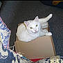 cat, white_cat, cardboard_box, carpet, indoor, pet, animal, feline, relaxed, curious, paw, looking_up, box, home, cozy, furniture, patterned_fabric, texture, floor, domestic