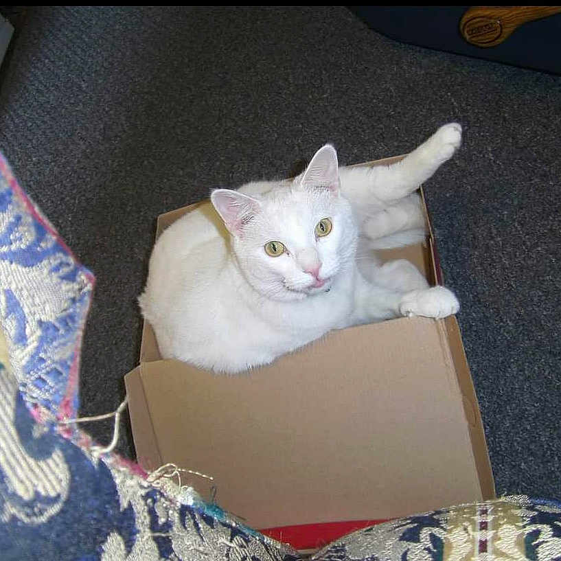 Cotton is registered to the contest to win money with this photo: animal, box, cardboard_box, carpet, cat, cozy, curious, domestic, feline, floor, furniture, home, indoor, looking_up, patterned_fabric, paw, pet, relaxed, texture, white_cat